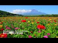 Walking in Hananomiyako Park where zinnias and sunflowers are in full bloom with Mt.Fuji.