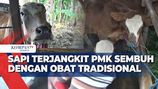 Sapi Terjangkit P-M-K di Lumajang Mulai Pulih, Begini Cara Peternak Mengatasinya