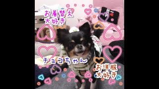 【愛犬チワワ】お洋服大好き★犬のお着替え動画【TAKUMA】