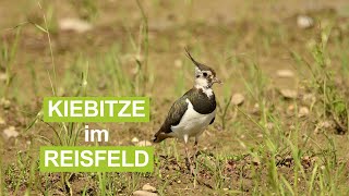 Kiebitz-Nachwuchs im Reisfeld