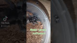 My albo is fast!!! #Tarantula #feeding #exotic #tiktok #short #shorts