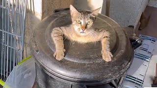 Funny ANIMALS videos 😂 Funniest CATS 😺 DOGS 🐶 HORSES 🐴