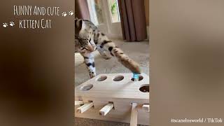 Baby Cats - Cute and Funny Cat Videos Compilation #13 | Happy Pets