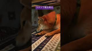 コタツで寝ちゃう柴犬が可愛い#shorts #柴犬