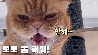 당신의 고양이는 뽀뽀를 해주나요? (너를 보면 뽀뽀가 생각나...ㅋ)