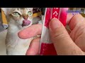 【シンガプーラ】猫のasmr動画！こちまで腹へった！ シンガープーラ pets asmr animals ねこ oおやつ