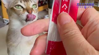 【シンガプーラ】猫のASMR動画！こちまで腹へった！#シンガープーラ #pets #asmr #animals #ねこ #oおやつ