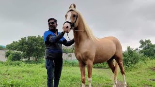 Kathiyawari Stallion :- Porah | Mahavirsinh Trapaj | Awesome kathiyawari horses