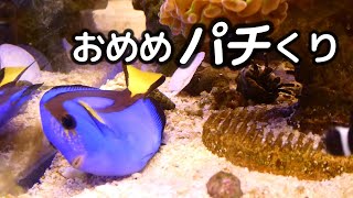 【アクアリウム】ドリーが不貞腐れてしまいました