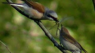 Red-backed shrike  / Tornskate   (Lanius collurio)