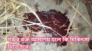 ২২২/গরুর পাতলা পায়খানান সাথে রক্ত আসলে কি করনীয়/ গরুর রক্ত আমাশয় /veterinary medicine and tips1