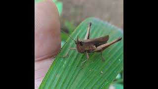 BEAUTIFUL GRASSHOPPER on GRASS LEAF. #insects #beautiful #grasshopper #grass #leaf #insecthabitat