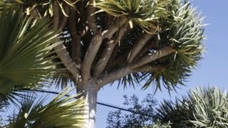 BestpalmTV. Plantacja oferta. Dracena draco, egzotyczny gigant. Ciekawa roślina do pomieszczeń