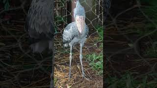 ハトゥーウェ　ハシビロコウ　上野動物園