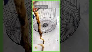 Feathered Haven: DIY Bird Cage Creation with Fan Covers, Wire Mesh, and Wire! #short #diy #diycrafts