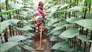 পান চাষ,  পান বরযে মাটি কুবান, রাজশাহীর পান চাষ  পদ্ধতি, পান চাষ পদ্ধতি, হাইব্রিড পান চাষ পদ্ধতি,pqn