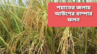 আউশ ধানের  বাম্পার ফলন হয়েছে এবার পয়াতের জলায়।