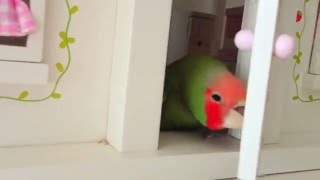 コザクラインコの家