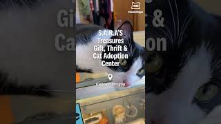 Oregon thrift store also rescues and adopts out cats