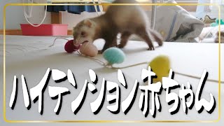 ハイテンション赤ちゃんフェレット→そして唐突に冷める　ferret!!! Excited baby ferret