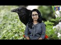 കാക്കകളും സ്വച്ഛ് സ്വീഡനും new caledonian crow sweden cigarette lifenetstories