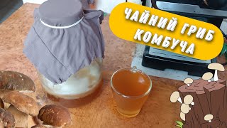 Робимо КОМБУЧУ від А до Я 🍄 Чайний гриб в домашніх умовах🍹