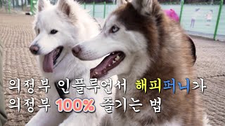 퍼니 즐겁니? 의정부 인플루언서 해피퍼니🐕 🐩가 의정부 100% 즐기는 법