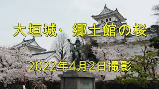 大垣城・郷土館の桜(2022年4月2日撮影)