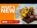 Making soap from seaweed and other stories - BBC What's New