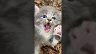 Unhappy kitten | collection of stories cats love moment funny cats  compilation #tiktok #shorts #in