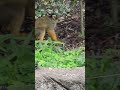 黑冠松鼠猴bolivian squirrel monkey taipei zoo