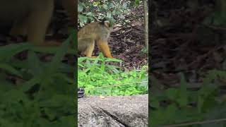 黑冠松鼠猴Bolivian Squirrel Monkey/Taipei Zoo