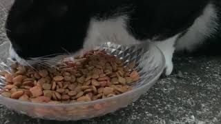 野良猫動画　涼しくなってきた朝方に白黒猫とハチワレ猫がカリカリを食べる