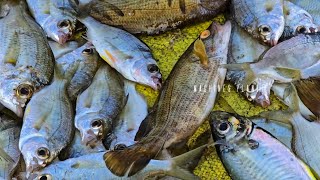 😊🦑🐙Fresh sea foods koduva fish auction at Cinnamanai beach//Machines planet