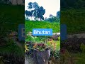 Bhutan #youtubeshorts #villagevlog #bhutan #bhutanese #manasnationalpark #dp #DPvlogssk