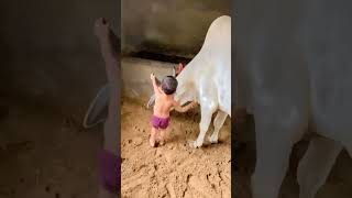 मन्नु ने गाय का दूध पिया🙏❤️#dudh #viralvideo #cowlover #cow #gaumata #youtubeshorts #ytshorts❤️🙏😍