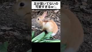 赤ちゃんうさぎさん、足が届かないｗｗｗ