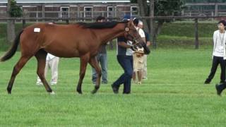 40レジェンドトレイルの16 シルク募集馬ツアー