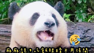 圓寶吃竹葉眼睛都睜不開，圓寶說：偶是跟麻麻學的|熊貓貓熊The Giant Panda Yuan Yuan and Yuan Bao|台北市立動物園