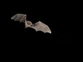 Thomas Nagel - What is it like to be a bat?