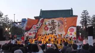 【公式】京炎そでふれ！Tacchi　京都さくらよさこい　特別賞受賞演舞　2017