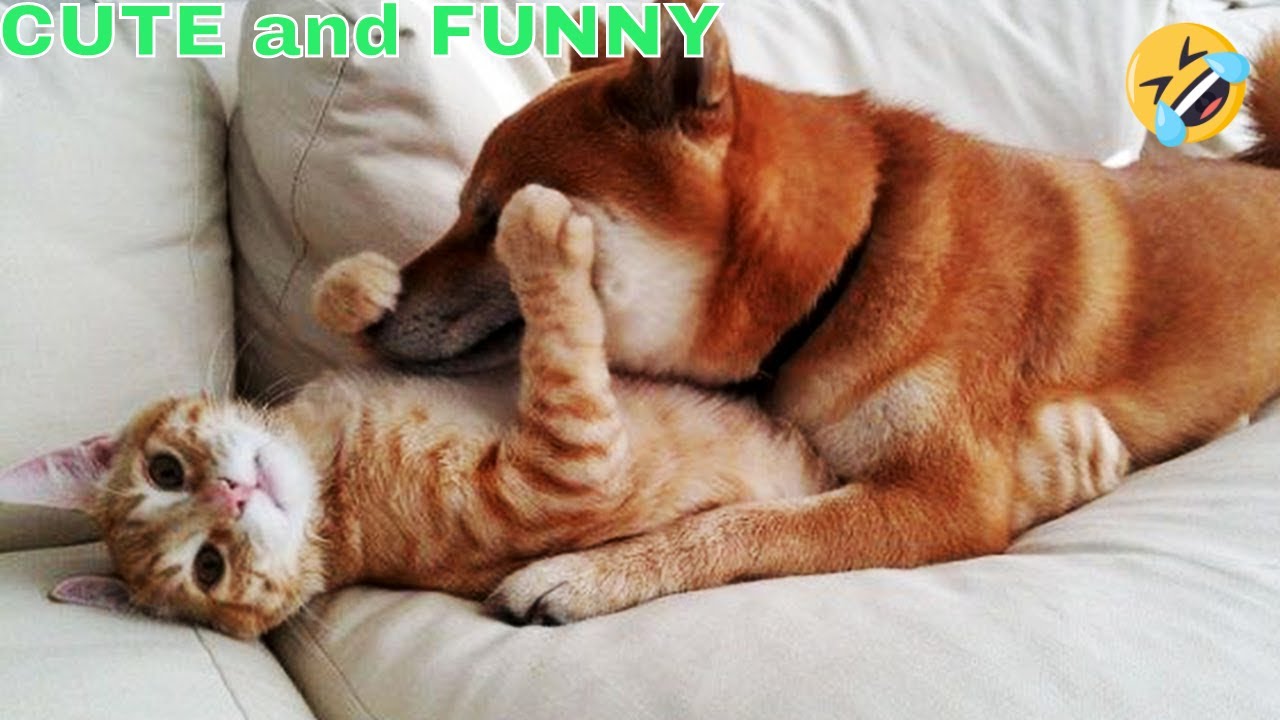 Cute And Funny Dogs 🐶 And Cats 🐱( Try Not To Laugh ) - YouTube