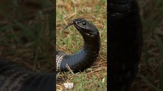 The Most Insane Rinkhals Snake You've Never Seen