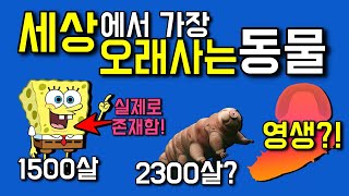 세상에서 가장 오래사는 동물 12마리