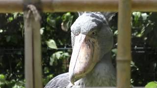 ハシビロコウ の『アサンテ』 (上野動物園) 2018年8月23日