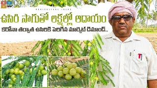 Amla Cultivation | Usiri Sagu | ఉసిరి సాగు | Amla farming in Telugu | Shiva Agri Clinic