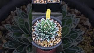 厚葉龍舌蘭圖鑑 Agave victoriae-reginae