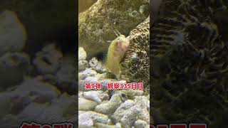 稚魚何に育つか成長記録 第9弾　335日目