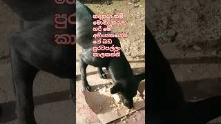 හදනවා.නම්.කන්න.දිපන්😪#viral #animals #dog #trending