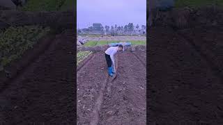 Hardworking farmer making farming bed